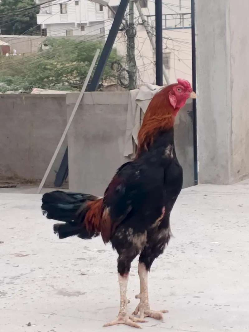Aseel murgha — photo 2