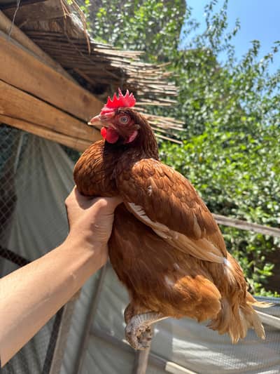 luhmann brown hens