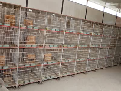 Birds cage for sell