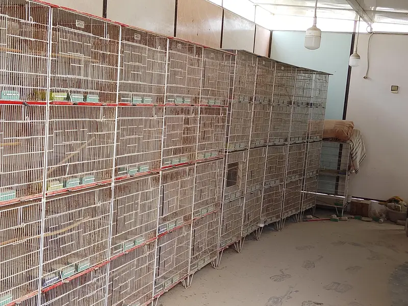 Birds cage for sell — photo 2