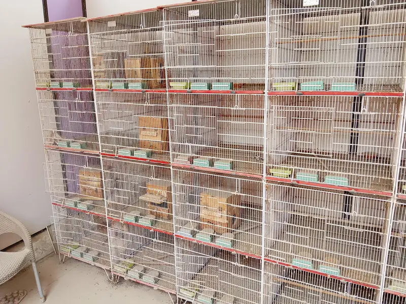 Birds cage for sell — photo 3