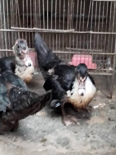 muscovy ducks checks available