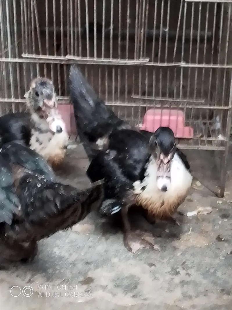 muscovy ducks checks available