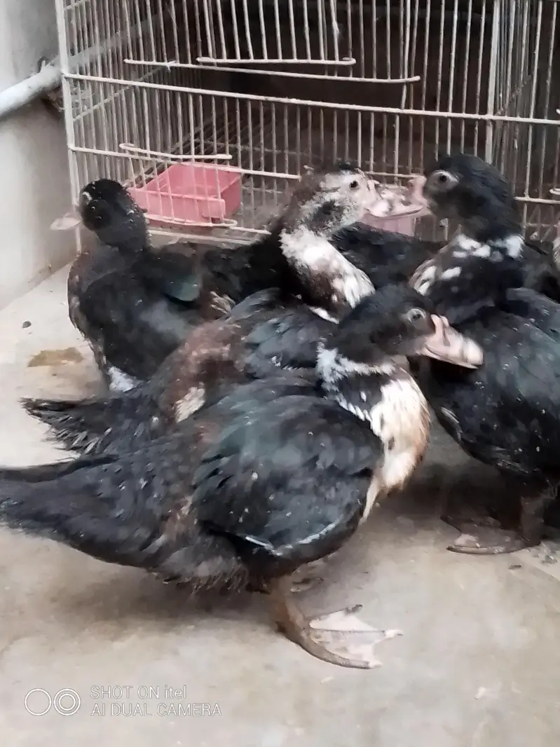 muscovy ducks checks available — photo 2