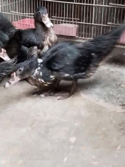 muscovy ducks checks available