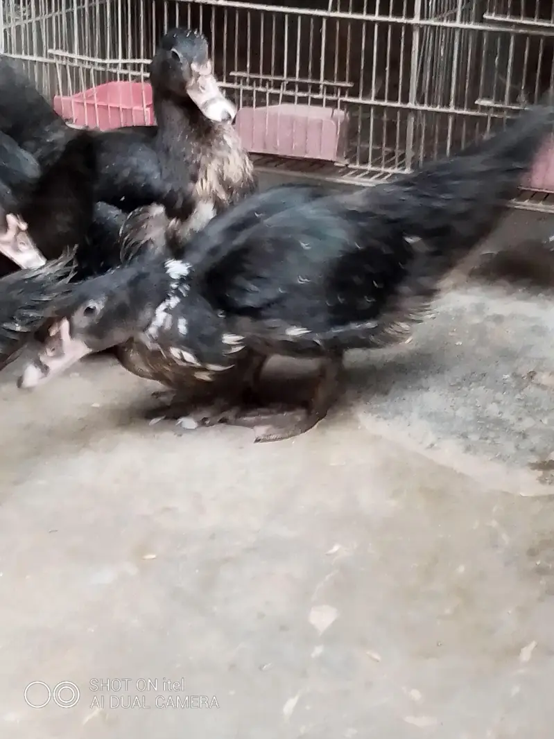 muscovy ducks checks available — photo 3