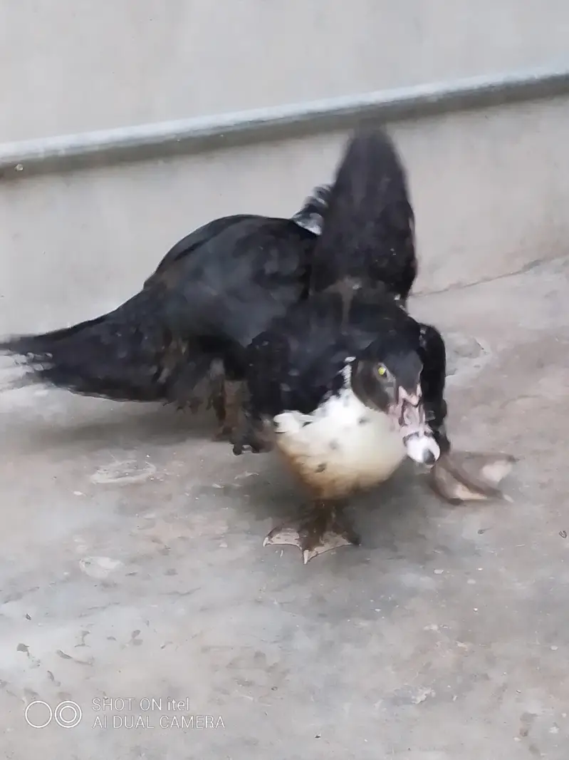 muscovy ducks checks available — photo 4