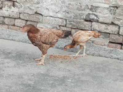 female and chick
