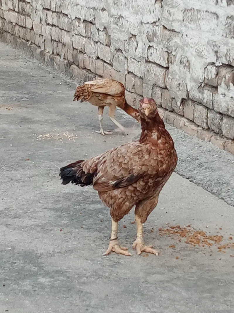 female and chick — photo 2