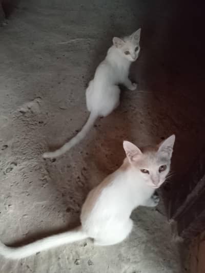 Healthy & Playful Cats for Sale