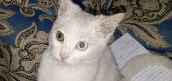 Cat for sale