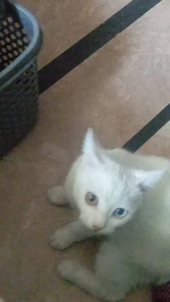 Cat for sale — photo 2