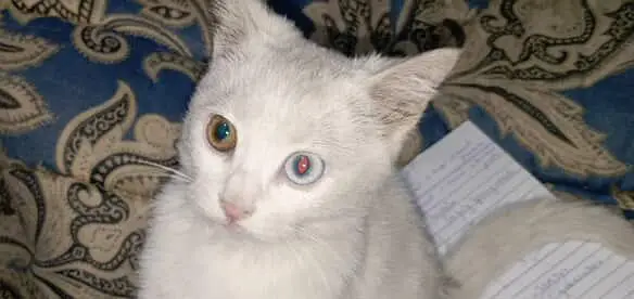 Cat for sale — photo 3