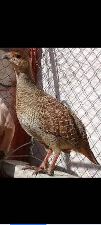 dakni teetar gar koly main gomta hai booht boolta hai EXCHCN ho sakta