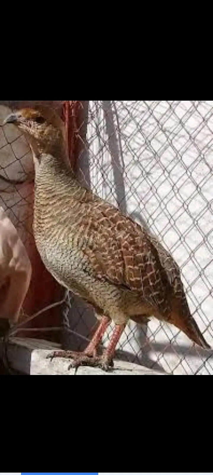 dakni teetar gar koly main gomta hai booht boolta hai EXCHCN ho sakta