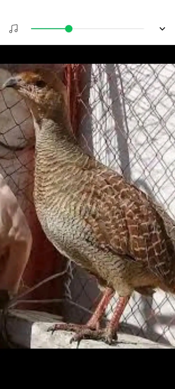 dakni teetar gar koly main gomta hai booht boolta hai EXCHCN ho sakta — photo 2