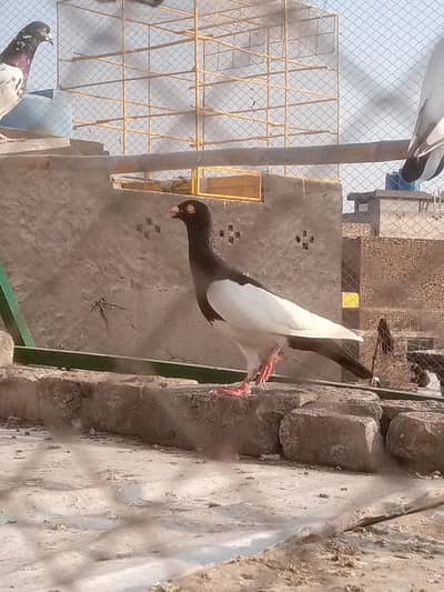 irani