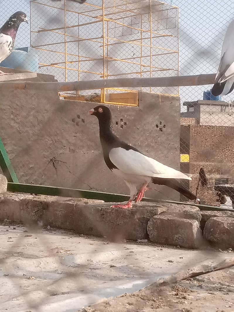 irani 0
