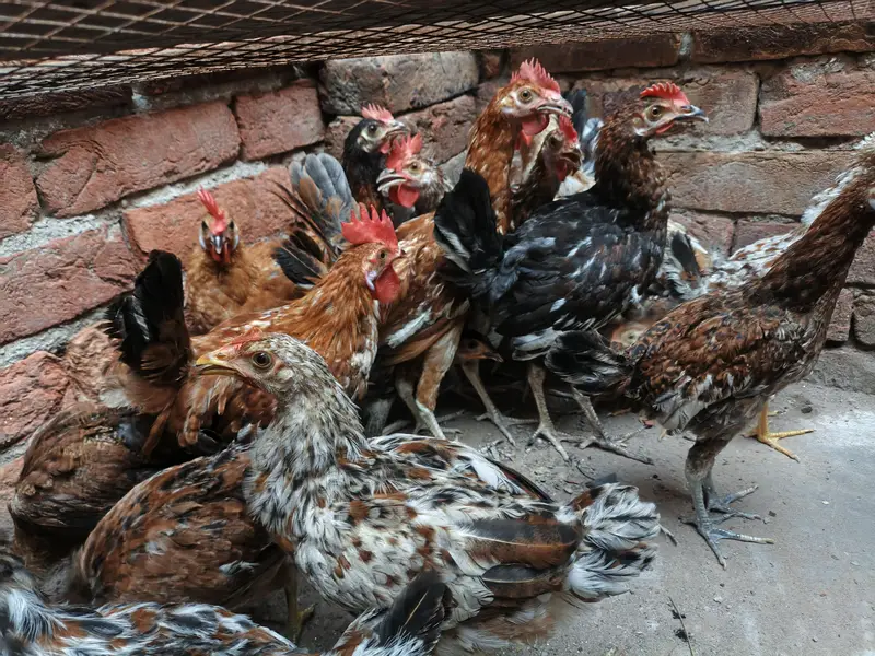 Desi golden misri — photo 2