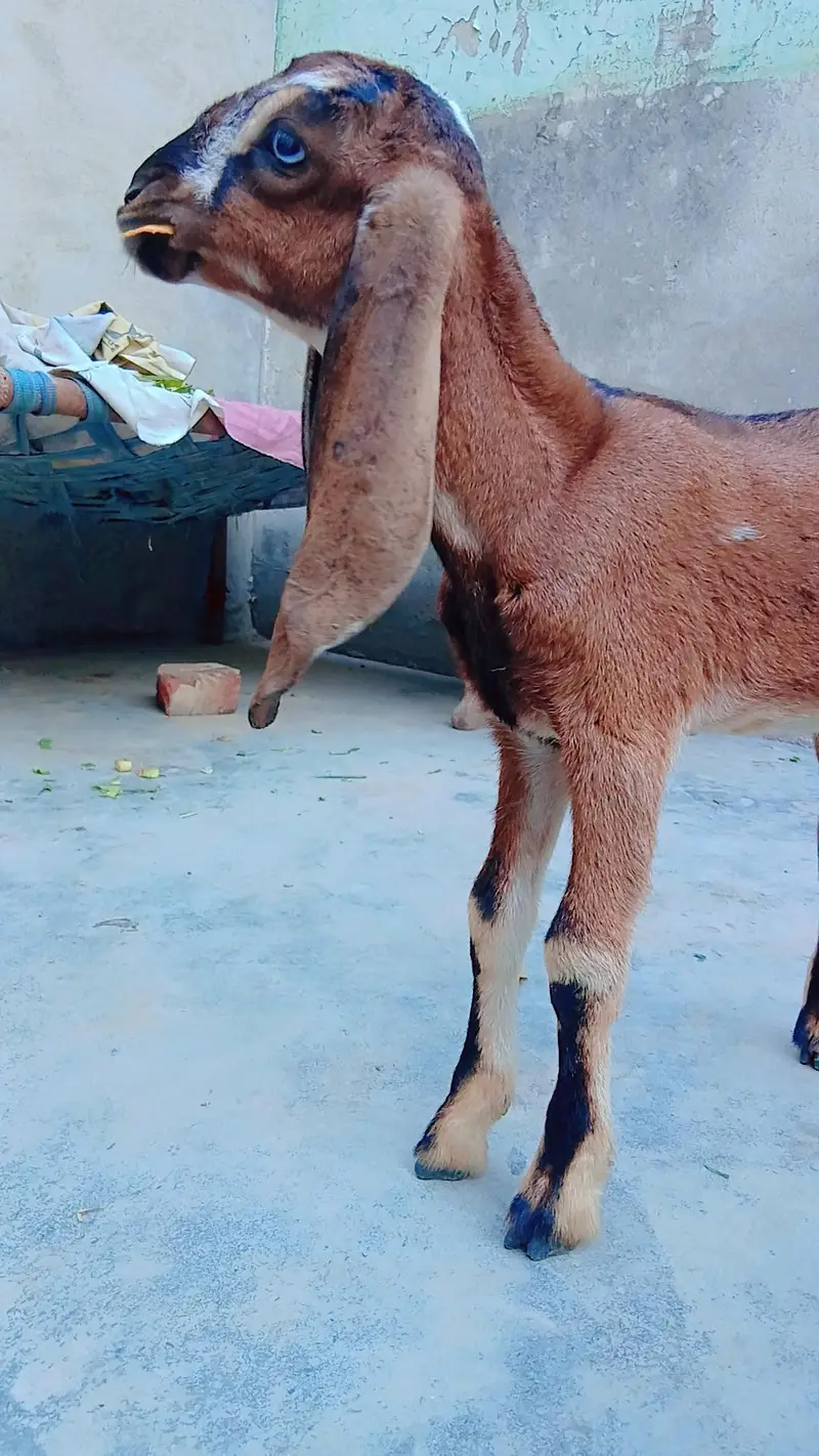 goat pure beetal — photo 2