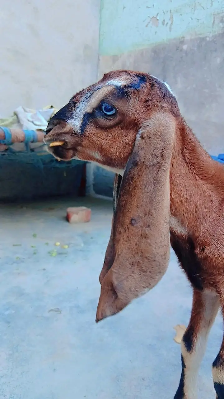 goat pure beetal — photo 3