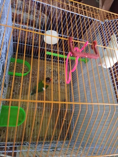 Lovebird pair for sale urgent sell