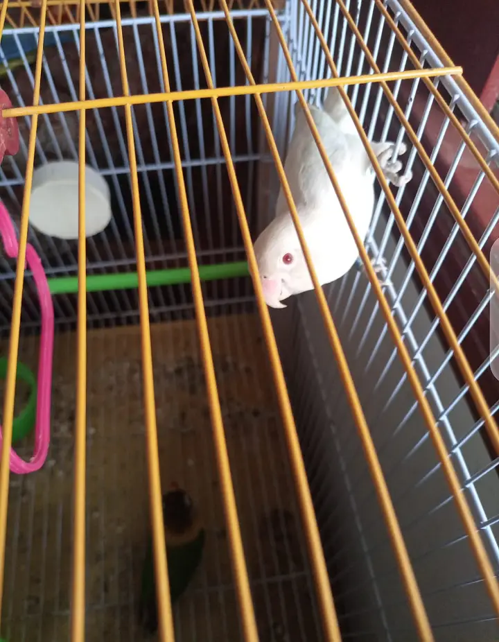 Lovebird pair for sale urgent sell — photo 2