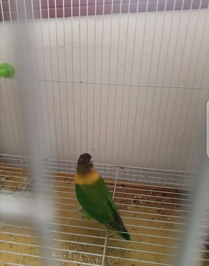 Lovebird pair for sale urgent sell — photo 3