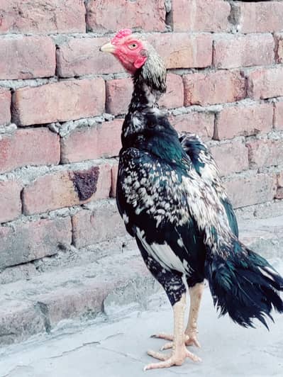 Thai Aseel hen cross