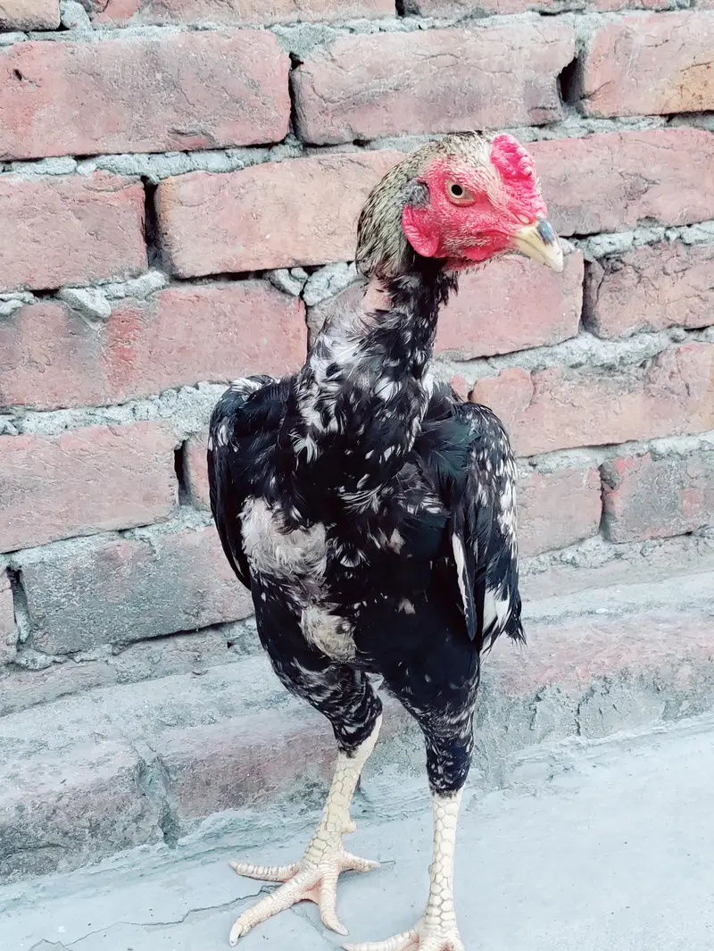 Thai Aseel hen cross — photo 2