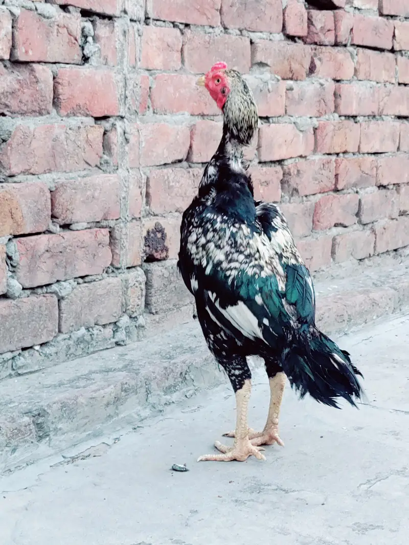 Thai Aseel hen cross — photo 3
