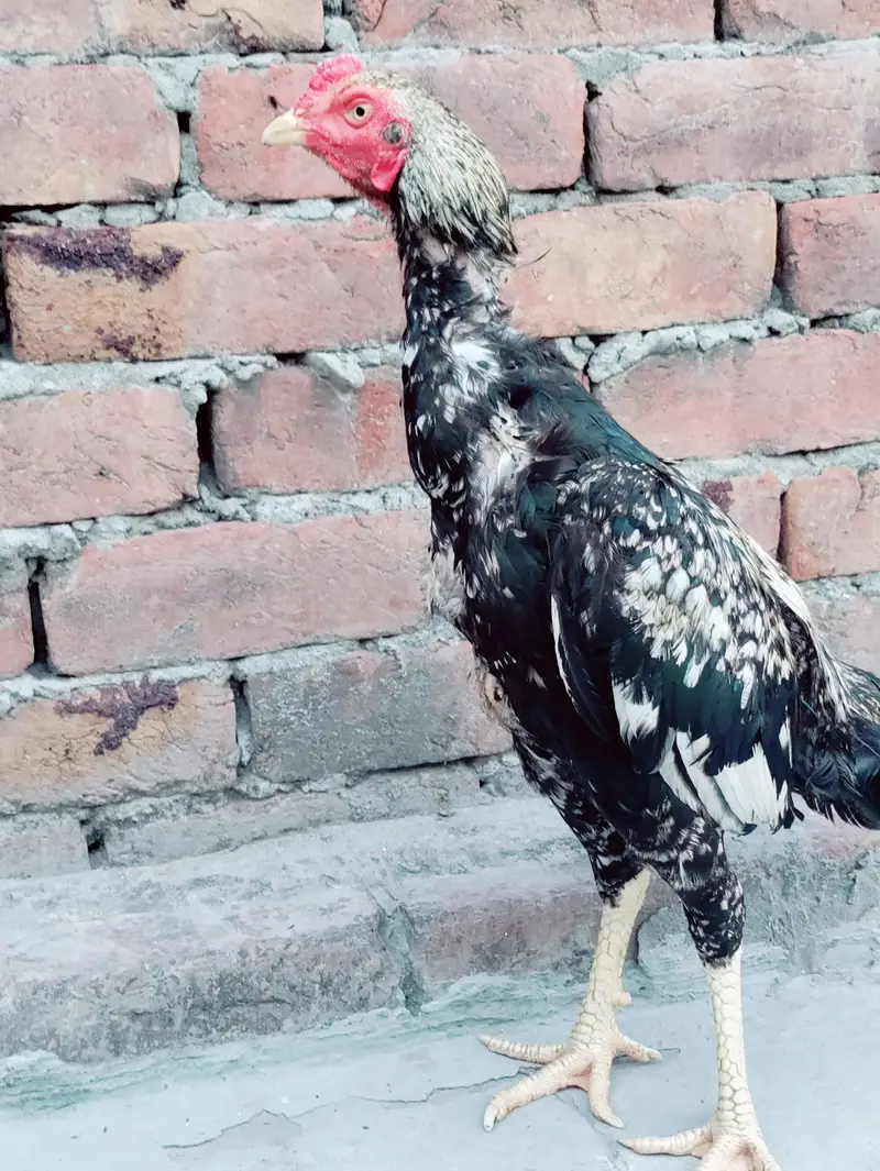 Thai Aseel hen cross — photo 4