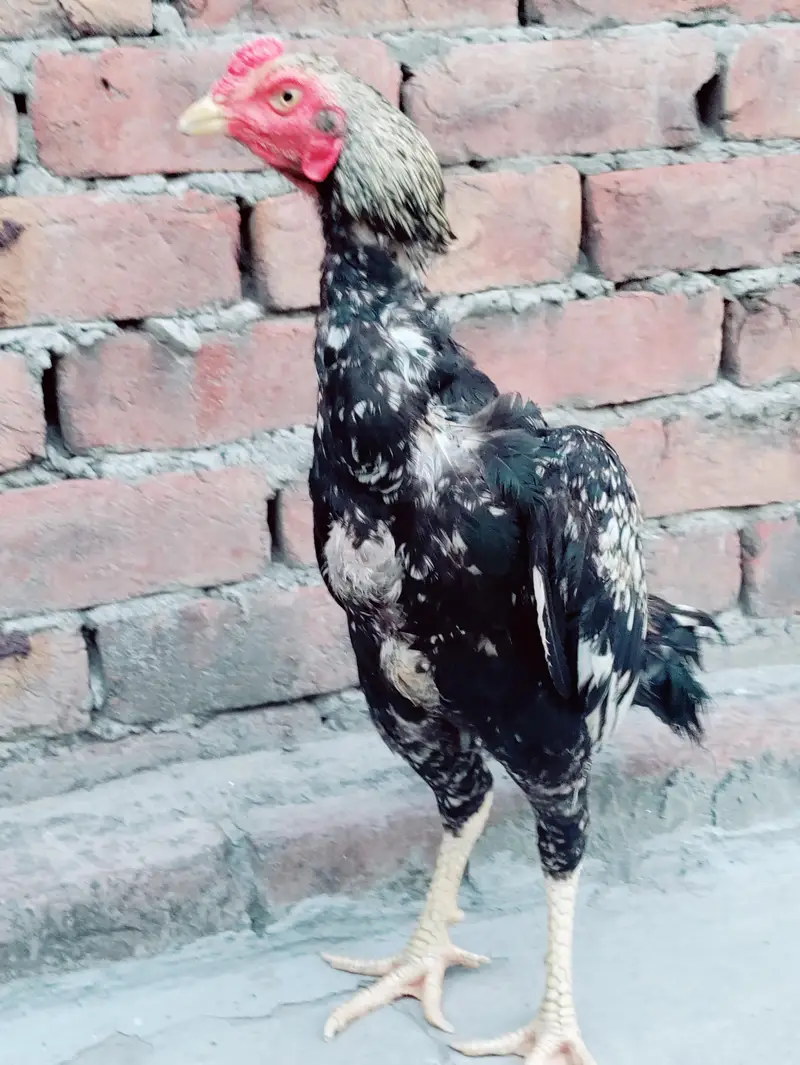 Thai Aseel hen cross — photo 5