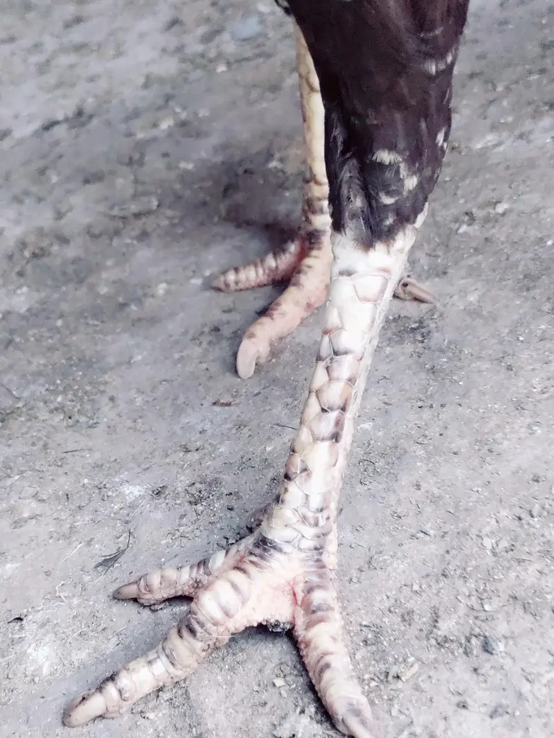 Thai Aseel hen cross — photo 7