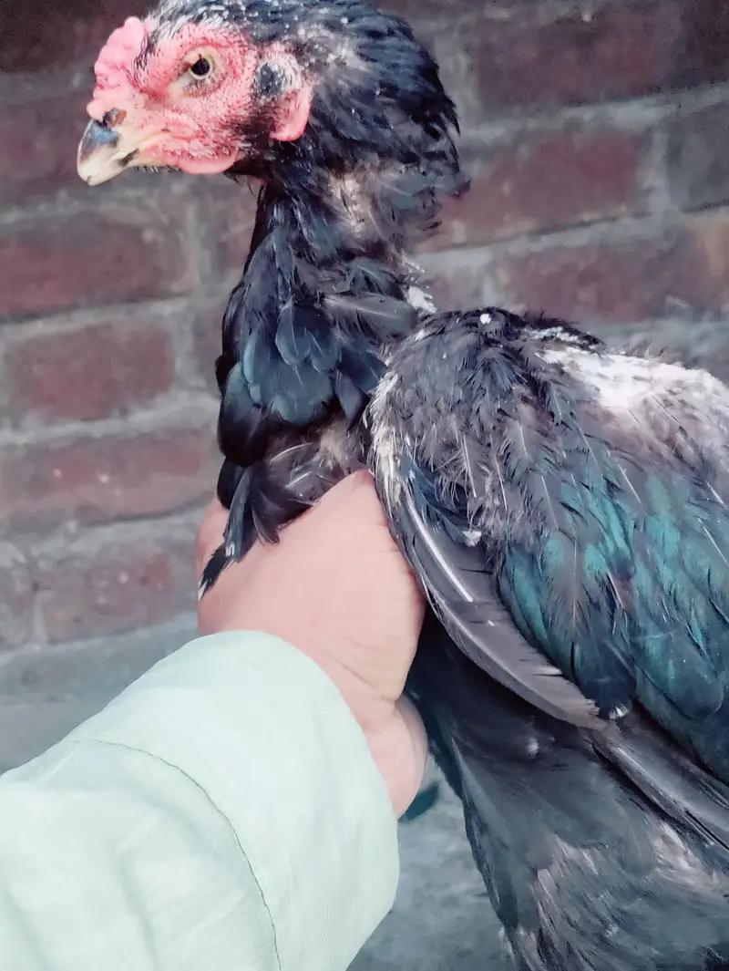 Thai Aseel hen cross — photo 8