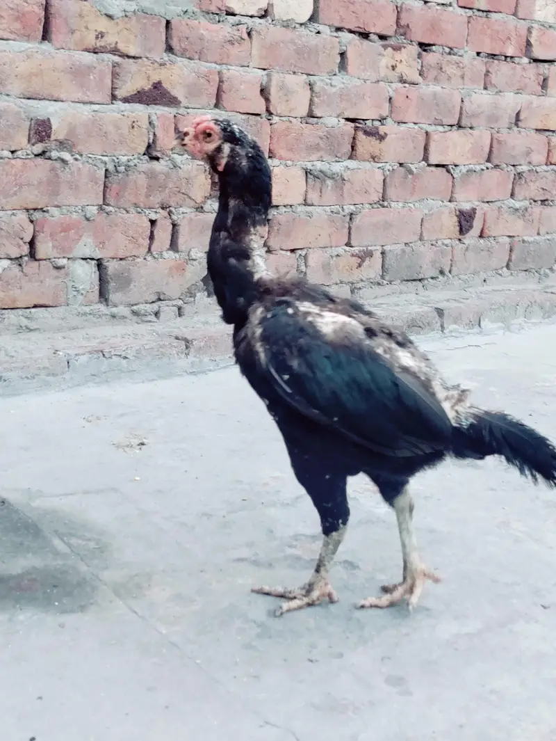 Thai Aseel hen cross — photo 9