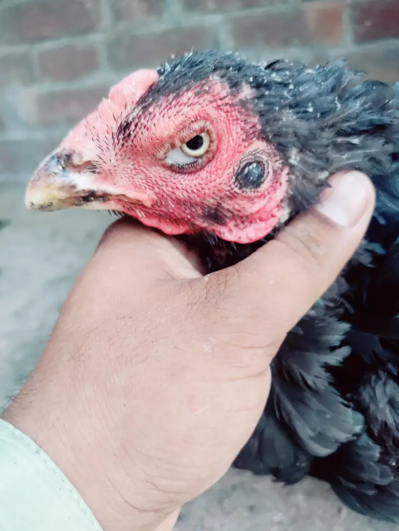 Thai Aseel hen cross — photo 10