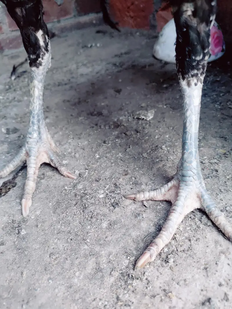 Thai Aseel hen cross — photo 11