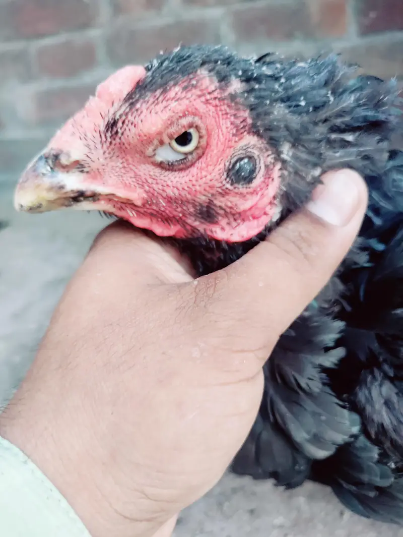 Thai Aseel hen cross — photo 12