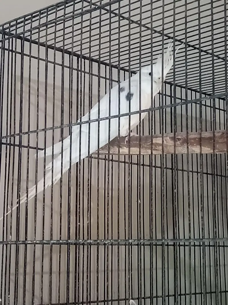 Male Cocktail for sale — photo 2