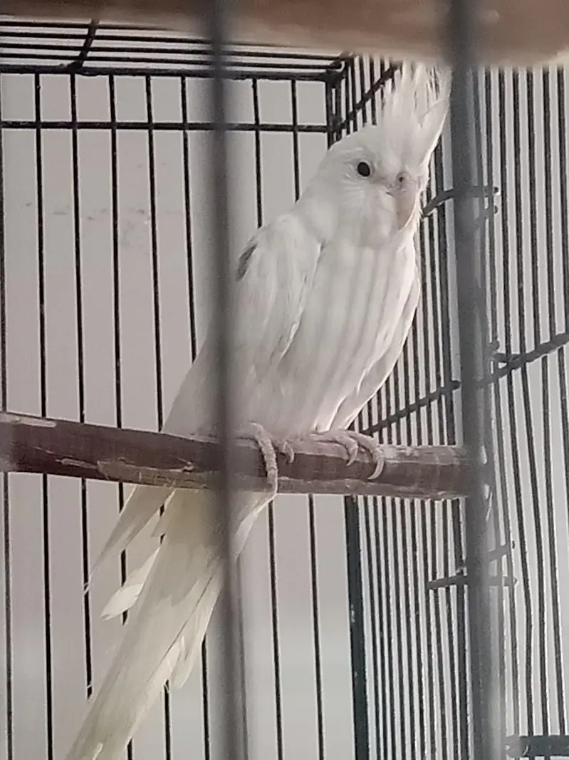 Male Cocktail for sale — photo 4