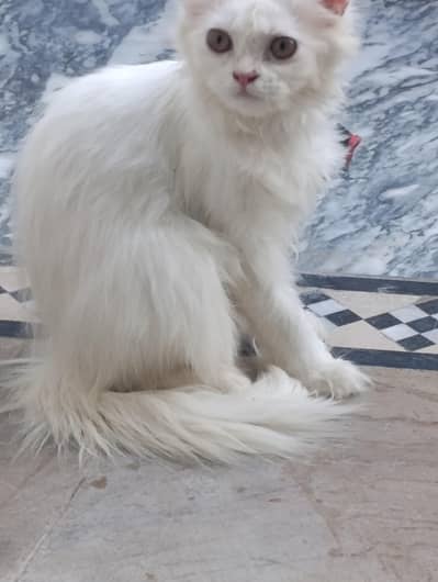 cat for sale 4 months age