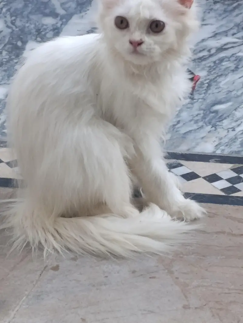 cat for sale 4 months age