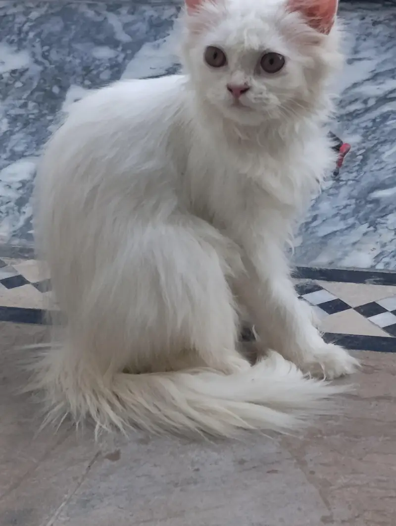 cat for sale 4 months age — photo 2