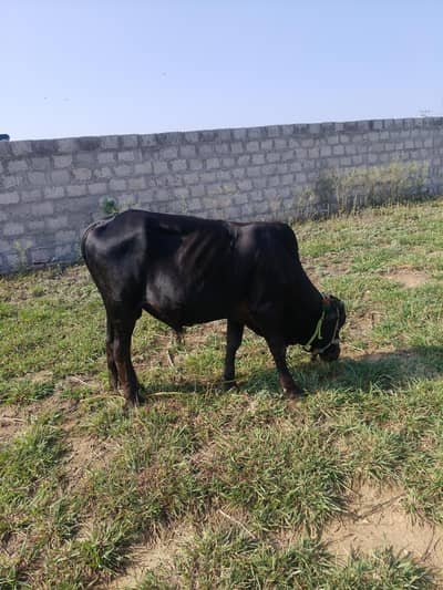 Bachra (بچڑا)