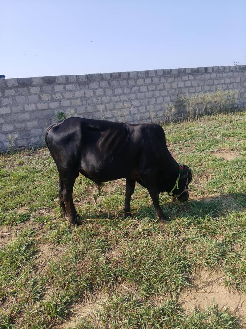Bachra (بچڑا) 0