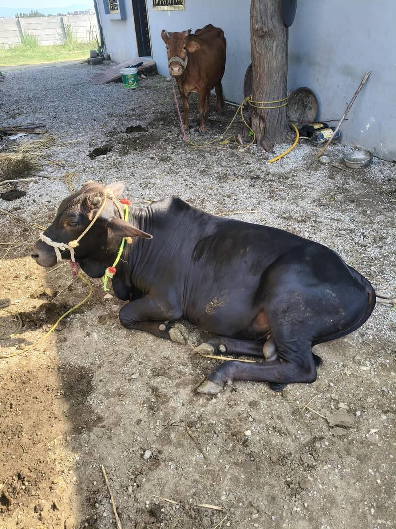 Bachra (بچڑا) 7