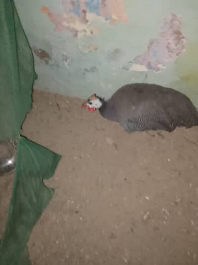 Turkey bird male female