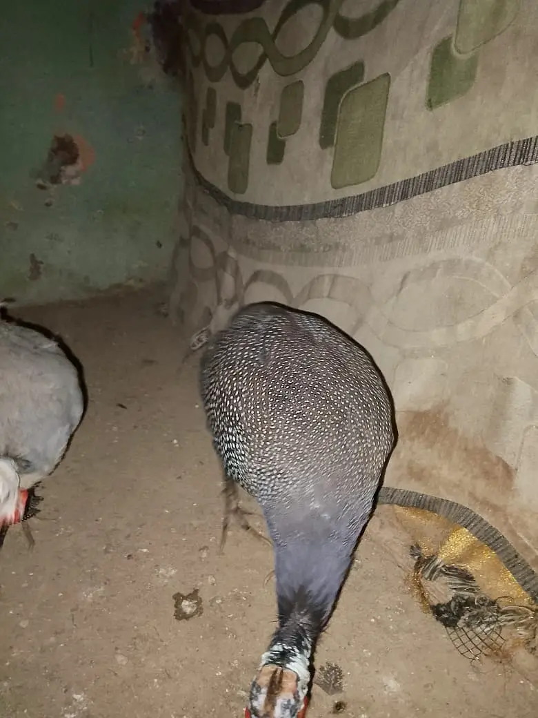 Turkey bird male female — photo 2