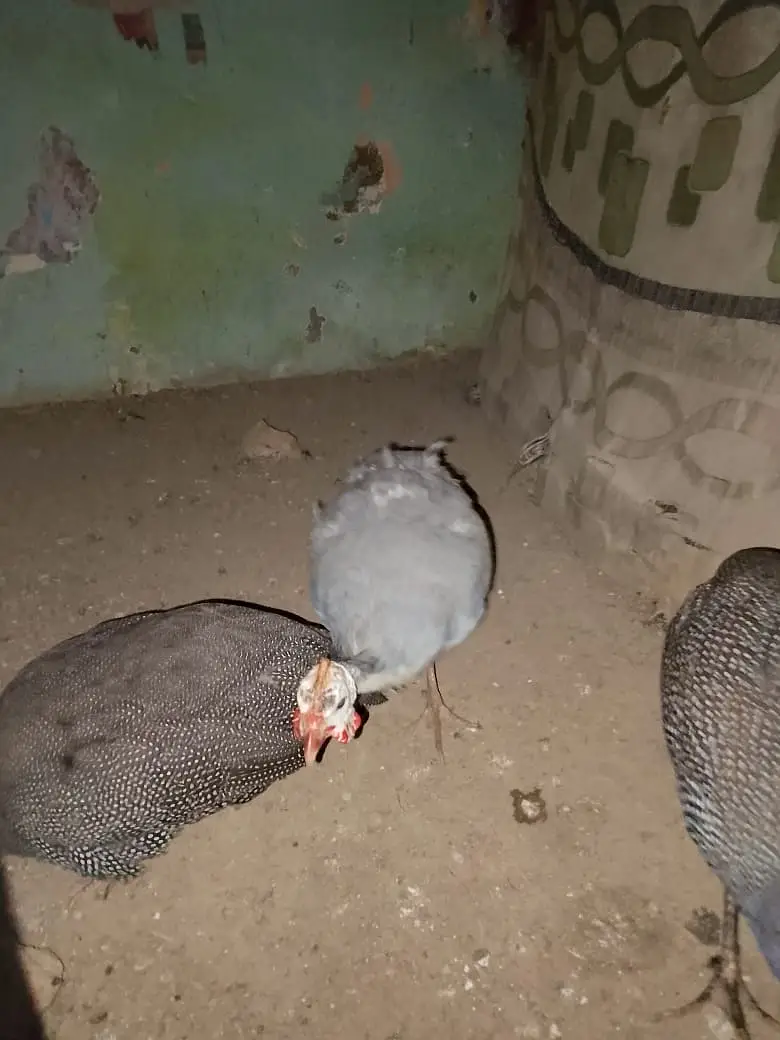 Turkey bird male female — photo 3